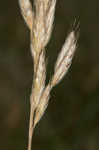 Soft brome